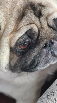 Close up of an expressive pug dog face with dark eyes and characteristic nose wrinkles. A woman hand gently caresses the dog soft beige fur and ear