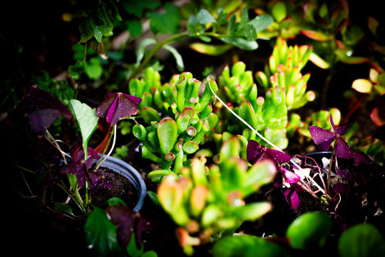 Crassula Ovata Gollum with Tubular Leaves