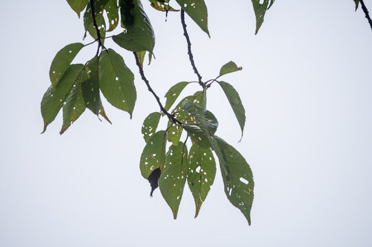 濃霧の白い空に浮かび上がる虫食い痕のある葉っぱ