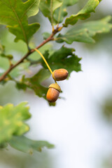 Ripe acorns on an oak branch, close‑up view. © Elena