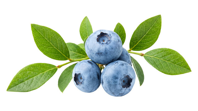 Fresh Blueberries with Green Leaves Isolated PNG on Transparent Background, Healthy Antioxidant Rich Fruit