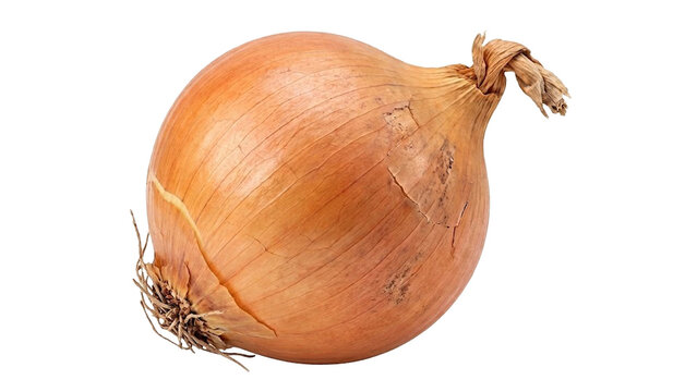 Fresh Yellow Onion with Dried Skin, Roots and Stem Isolated PNG on Transparent Background, Cooking Ingredient