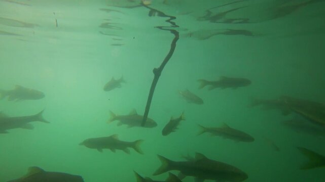 View of a school of fish swimming in the turquoise water of Erawan Falls in Tha Kradan, Kanchanaburi, Thailand.