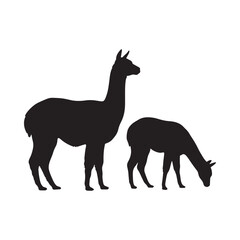 Fototapeta premium Llama silhouettes against a white background depict two camelids