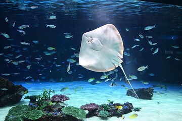 光が差し込む大水槽で白いお腹を見せて泳ぐ大きなエイ Large stingray swimming in a sunlit aquarium tank showing its white underside © Takuya Y.