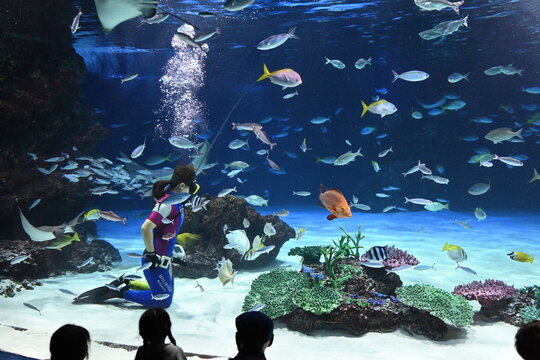 大水槽の中を魚やエイと共に泳ぎ抜けるダイバー Diver swimming horizontally through a main aquarium tank alongside fish and rays