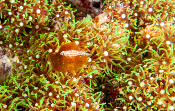 Snowflake dwarfgoby, Eviota species, Raja Ampat Indonesia