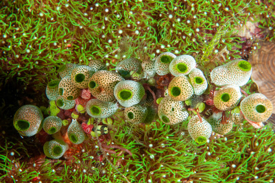 Cluster of ascidians Raja Ampat Indonesia