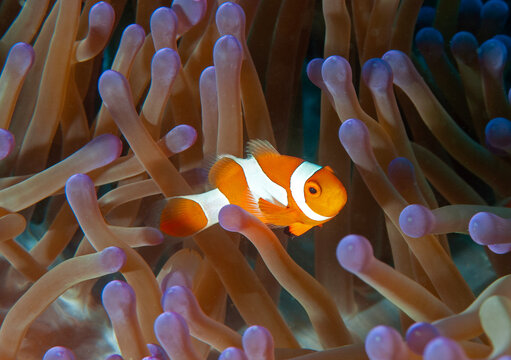 False clown anemonefish, Amphiprion ocellaris, Raja Ampat Indonesia