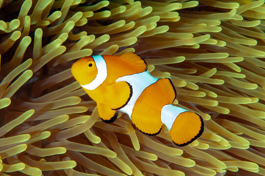 False clown anemonefish, Amphiprion ocellaris, Raja Ampat Indonesia