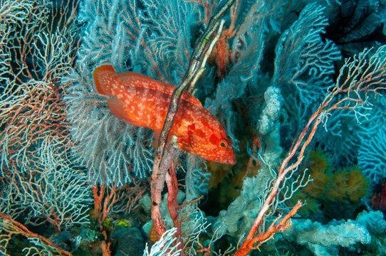 Coral grouper, Cephalopholis miniata, Raja Ampat West Papua Indonesia.