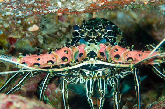 Painted spiny lobster, Panulirus versicolor, Raja Ampat Indonesia