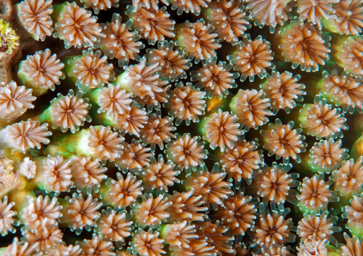 Flowerpot coral (Goniopora sp.) polyps, Raja Ampat, West Papua, Indonesia.
