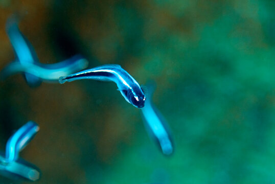 Juvenile striped eel catfish (Plotosus lineatus), Raja Ampat, West Papua, Indonesia.