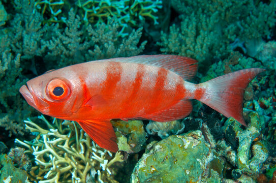Crescent tail bigeye, Priacanthus hamrur, Raja Ampat Indonesia.