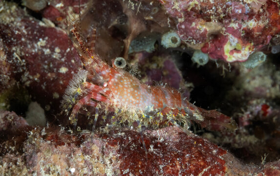 Marbled shrimp (Saron sp.), Raja Ampat, West Papua, Indonesia.