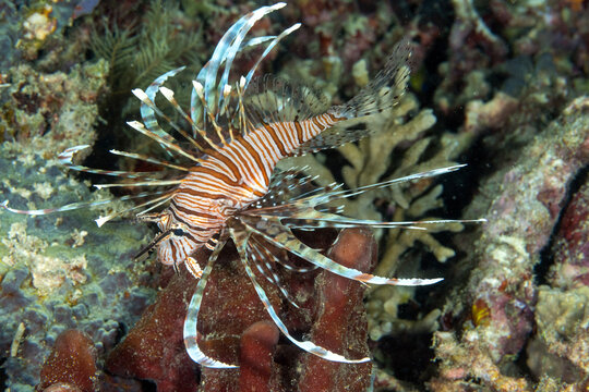 Common lionfish (Pterois volitans) swimming over a coral reef, Raja Ampat, West Papua, Indonesia.