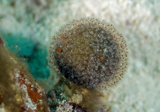 Cluster of colonial serpulid tube worms (Filograna/Salmacina complex), Raja Ampat, West Papua, Indonesia.