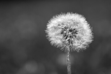 Black and White Close Up Macro Shot of Fluffy Dandelion Seed Head with Dark Bokeh Background  © muratti6868