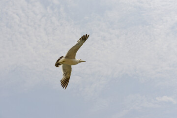 Obraz premium Seagull Flying in Cloudy Blue Sky