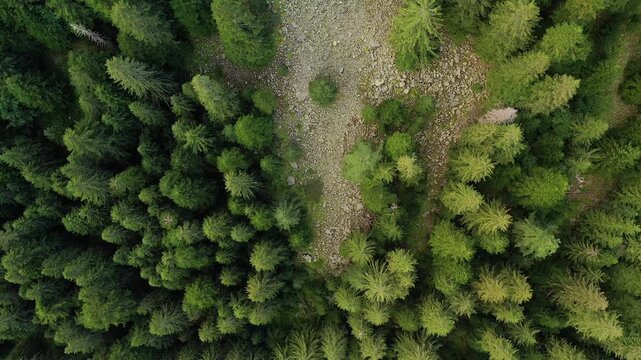 Aerial Drone Top Down View Flying Forward Over Forest and Scree. A cinematic aerial drone shot flying slowly forward with camera pointing straight vertical down. Looking over a green evergreen pine 