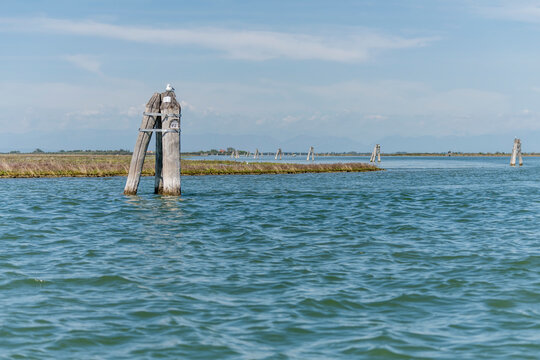 seagull on dolphin at Venetian lagoon, near Cavallino Treporti, Italy