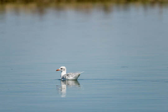 seagull floating on Venetian lagoon water, near Cavallino Treporti, Italy
