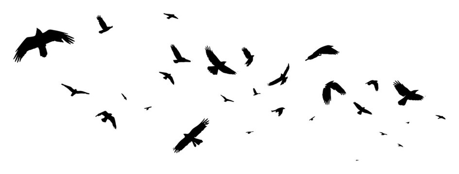 Flock of flying birds silhouettes horizontal banner, soaring wild ravens crows sky vector