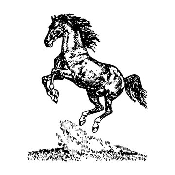 Rearing wild horse stallion jumping, vintage equestrian engraving linocut vector illustration