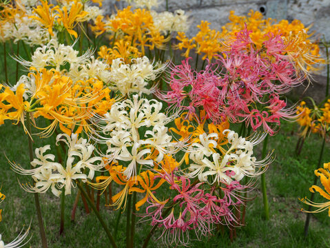 Colorful spider lilies blooming in various colors in Yokohama, Japan