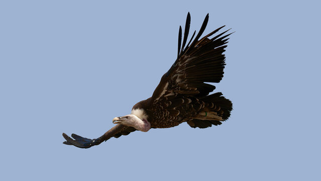 un vautour en vol dans un ciel bleu