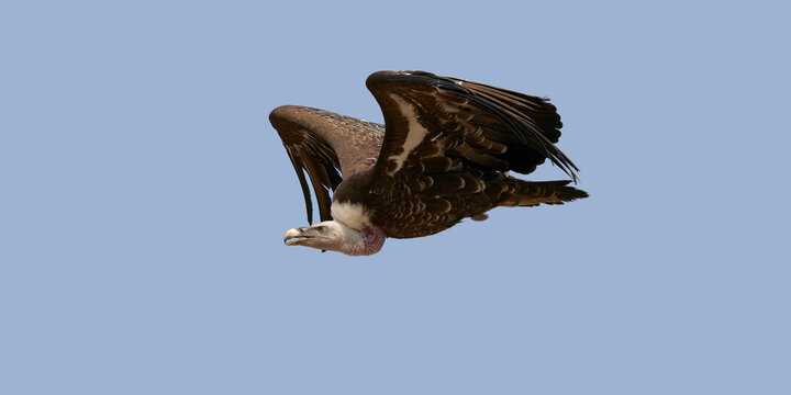 un vautour en vol dans un ciel bleu