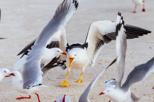 Seagulls interacting intensely with calling central bird on Australian beach