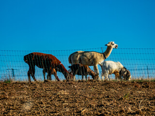 Fototapeta premium Ziegen und Llamas grasen auf einer Weide