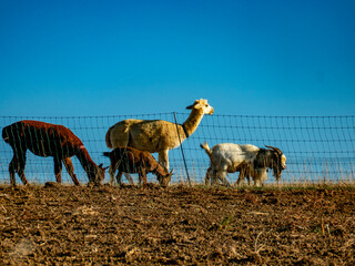 Fototapeta premium Ziegen und Llamas grasen auf einer Weide
