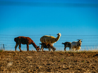 Fototapeta premium Ziegen und Llamas grasen auf einer Weide