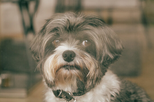 Close up portrait of a black and white small dog looking at camera indoors