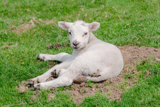 Cute newborn white lamb lying on green grass in a spring meadow on a farm in the English countryside