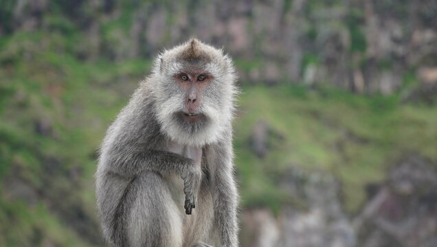 Monkey close up 