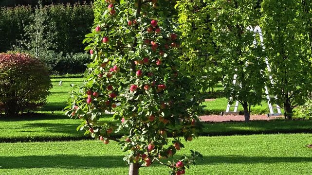 A green apple tree stands tall in the center of a well-manicured lawn, surrounded by lush grass and perhaps a few scattered leaves