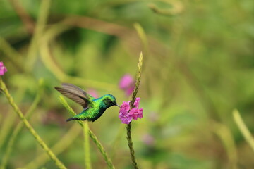 Obraz premium The blue-tailed emerald (Chlorostilbon mellisugus napensis) is a hummingbird in the 