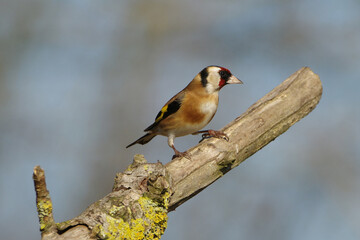 Fototapeta premium European goldfinch perched on a lichen covered tree branch against blurred background