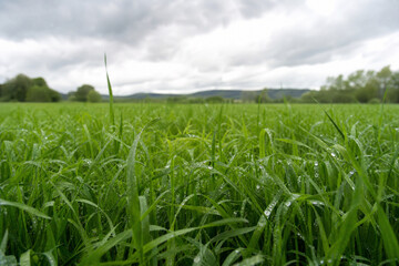 Obraz premium Wide angle view of a green wheat field with water droplets under a cloudy overcast sky after rain