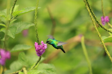 The blue-tailed emerald (Chlorostilbon mellisugus napensis) is a hummingbird in the "emeralds", tribe Trochilini of subfamily Trochilinae. This photo was taken in North Peru. © feathercollector