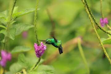The blue-tailed emerald (Chlorostilbon mellisugus napensis) is a hummingbird in the "emeralds", tribe Trochilini of subfamily Trochilinae. This photo was taken in North Peru. © feathercollector