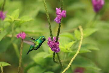 Obraz premium The blue-tailed emerald (Chlorostilbon mellisugus napensis) is a hummingbird in the 