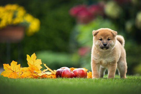 cute shiba inu puppy standing outdoors with apples on grass