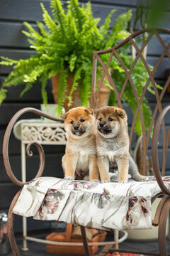 two cute shiba inu puppies posing on a chair together