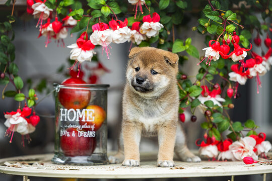 red shiba inu puppy portrait under fuschia flowers outdoors