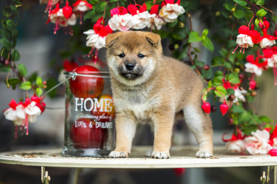 cute shiba inu puppy portrait with fuschia flowers outdoors